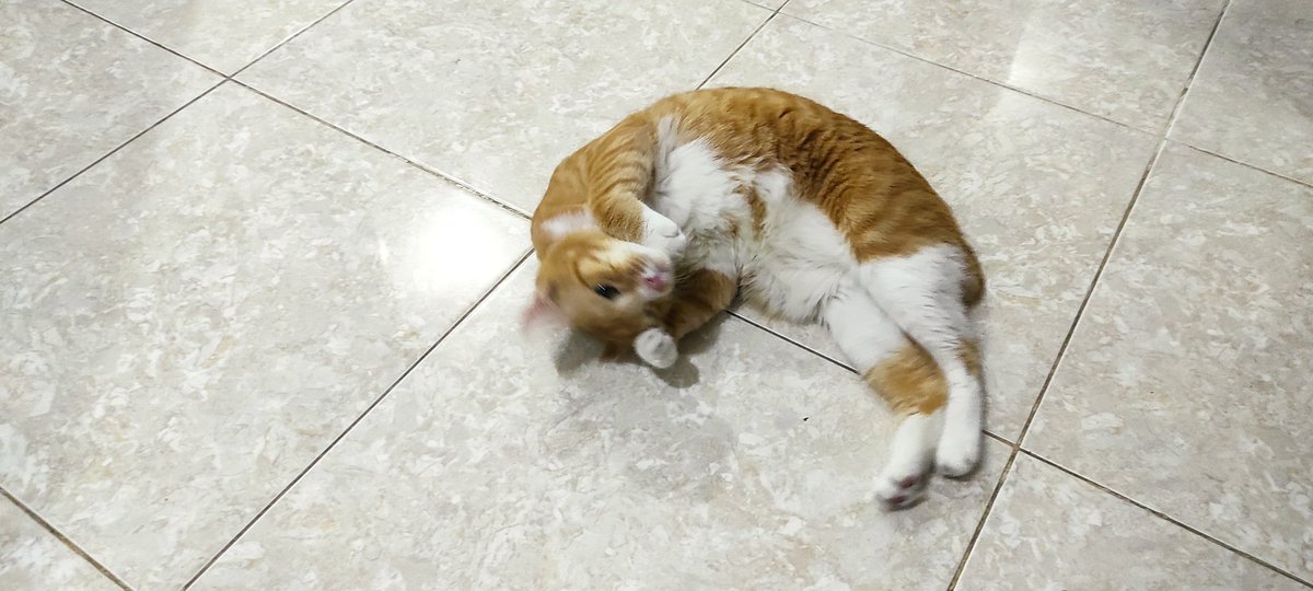 bintik_'s tweet photo. Tutorial menggoreng cakwe supaya panjang mengembang dan renyah https://t.co/edLWt8YTfI