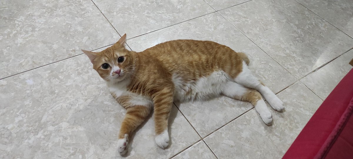 bintik_'s tweet photo. Tutorial menggoreng cakwe supaya panjang mengembang dan renyah https://t.co/edLWt8YTfI