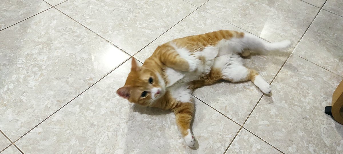 bintik_'s tweet photo. Tutorial menggoreng cakwe supaya panjang mengembang dan renyah https://t.co/edLWt8YTfI
