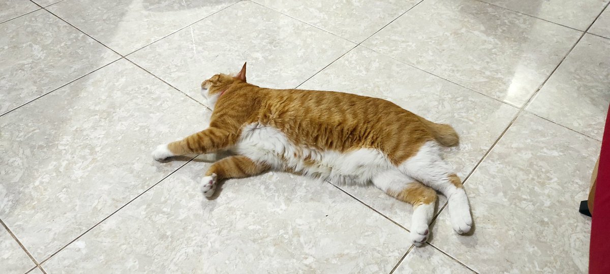 bintik_'s tweet photo. Tutorial menggoreng cakwe supaya panjang mengembang dan renyah https://t.co/edLWt8YTfI