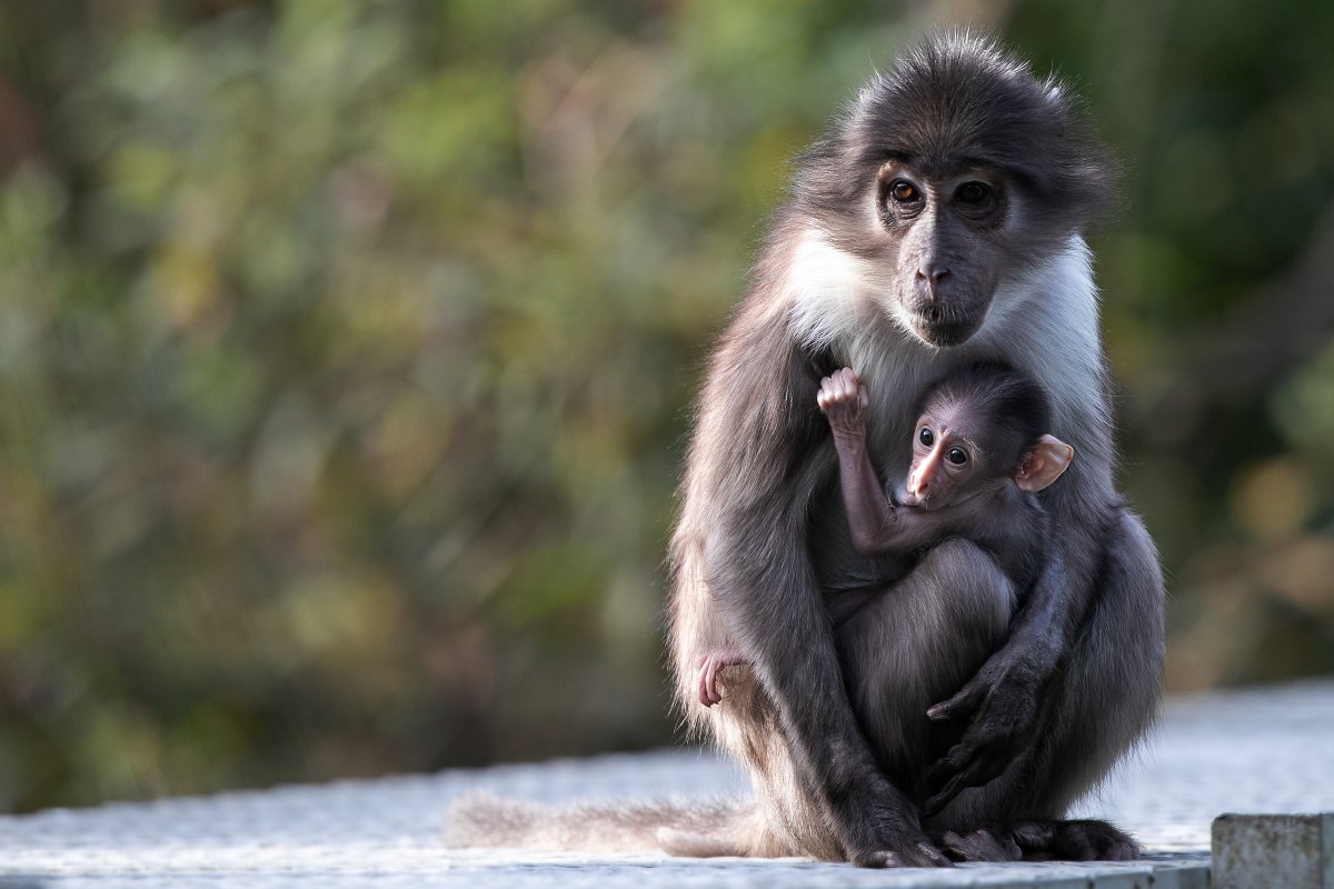 We’re delighted to share that a newborn white-naped mangabey has arrived at Dublin Zoo.

Visit this exciting new addition to the white-naped mangabey family in the African Plains at Dublin Zoo.

Book tickets: tickets.dublinzoo.ie/event-tickets/…
