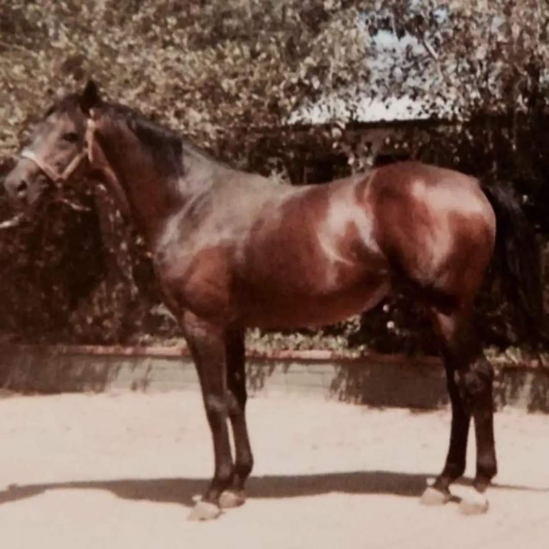 HORSERACING1002's tweet photo. YATASTO 🇦🇷1948 (SELIM HASSAN-YUCCA BY CONGREVE)#Yatasto https://t.co/1wylveuQie
