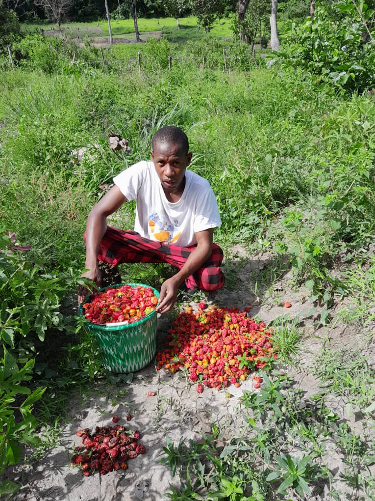 Deuxième récolte de l’Entreprise Telico Production! 🌾🚜 ,bénéficiaire du programme INTEGRA à travers le fonds Soutra .Une aventure agricole qui témoigne de la persévérance et de la passion. 🙌💚 #Agriculture #Récolte #Faranah"