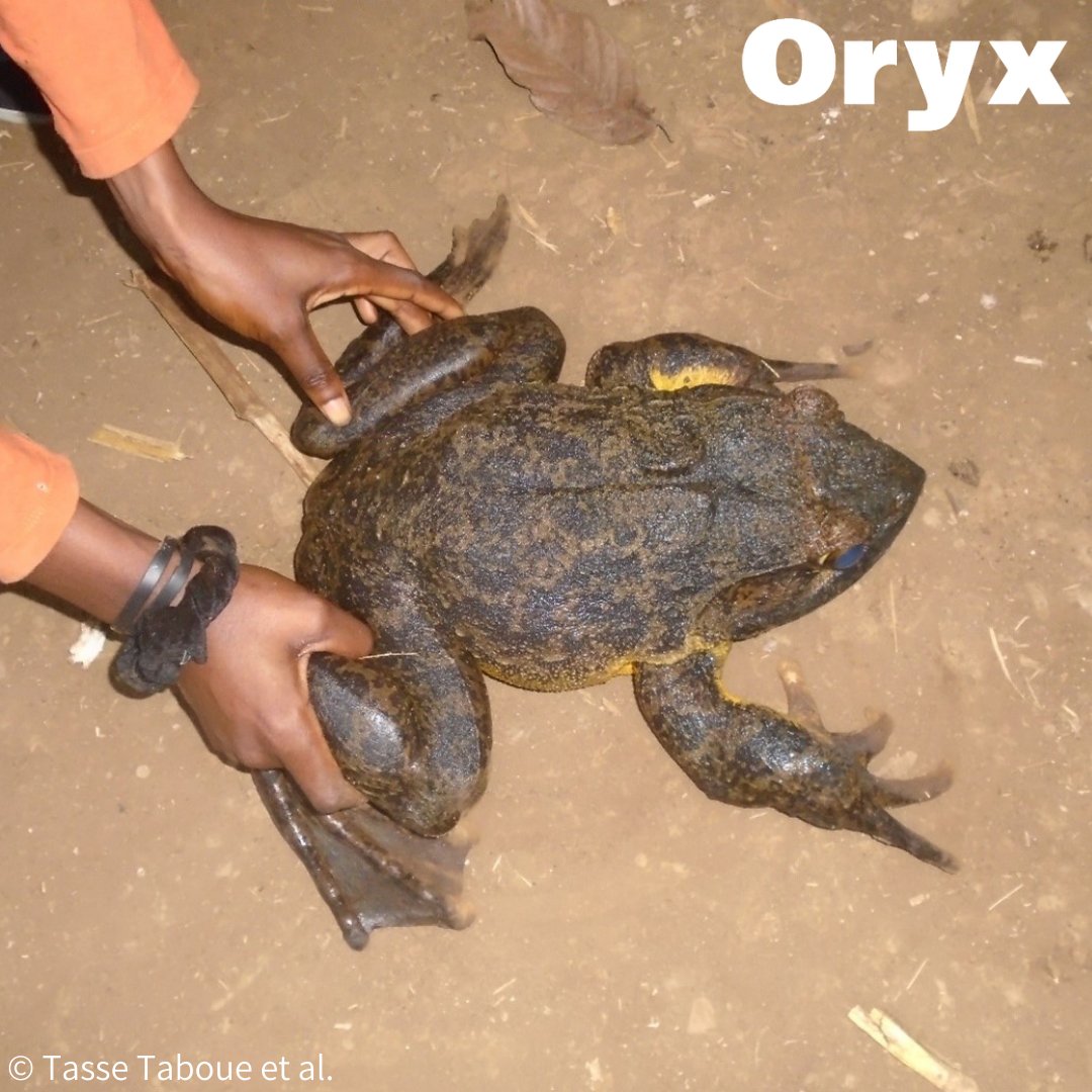 Out now!🐸Tasse Taboue et al. provide insights into local perceptions, hunting &amp; consumption of the Endangered Goliath frog, a species threatened by overexploitation in Cameroon. CITES report large exports of the frog but no trade is documented nationally: doi.org/kx4r