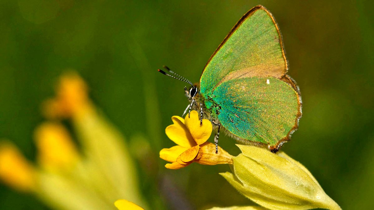 The Green Hairstreak is the UK's only green butterfly, and one of the only insects that lays its eggs on bird's foot trefoil plants, which are toxic to most insects.