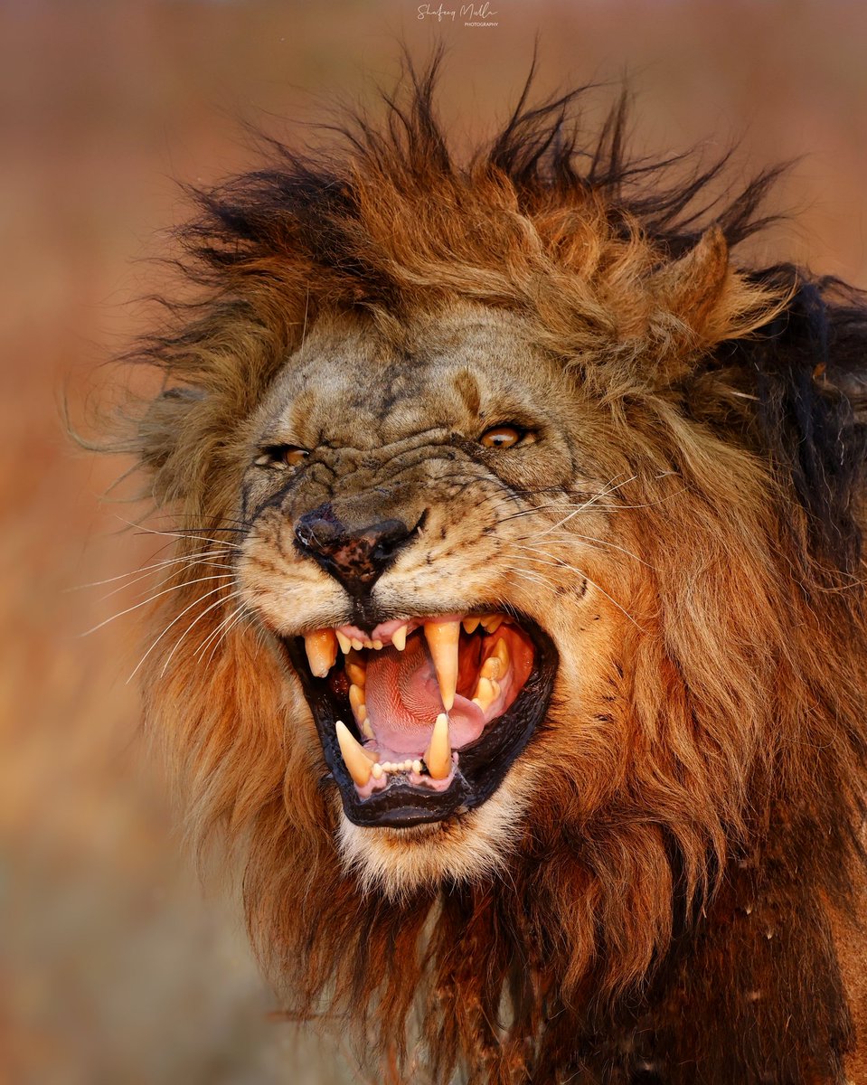 He who Greets with Fire🔥
#busangaplains #kafuenationalpark