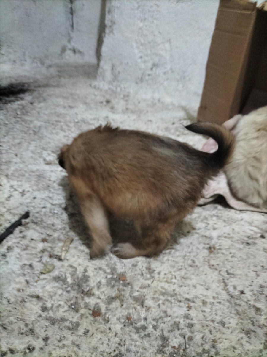 CanoDuman's tweet photo. Antalya/Elmalı ACİL DURUM
4 tane annesiz bebek bulunmuş. Golden yavrularıymış. Belki atıldıldılar bilemiyoruz. Acil yuva bekliyorlar, yavrular sokakta kalmış. Lütfen sahiplenmek isteyen yada geçici yuva olmak isteyenler hemen arasın. https://t.co/iHA9bXKwuW
