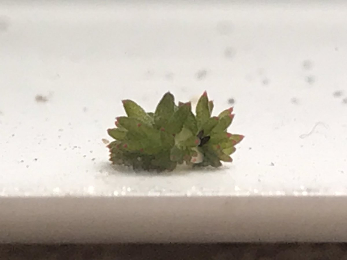 alwansyaah's tweet image. guys GUYS we found shaun the sheep nudibranch!!!（╹◡╹）

these tiny little d00ds suck the sap of seagrass or algae and actually utilize the chlorophyll to photosynthesis themself!!!! so cool