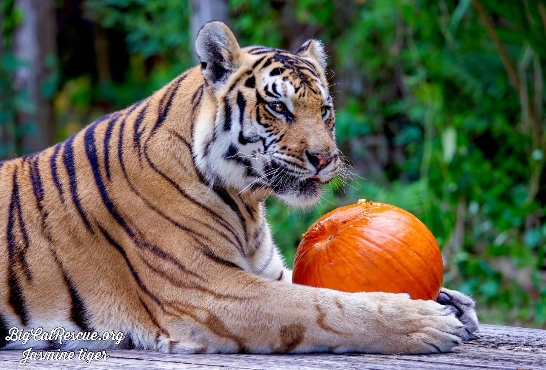 Big cat rescue live sales