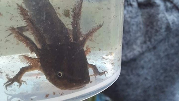 This #SurveySeason we spotted a whopping 1,879 great crested newts in our ponds !!! #BigThanks to our intrepid survey team, supporters & volunteers for ensuring another successful year of surveys! (photo taken under licence.) Find out more>bit.ly/46JWZd8