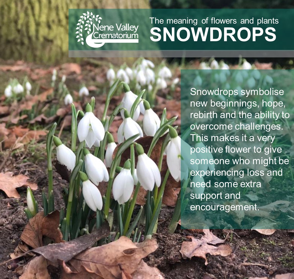 Snowdrops symbolise new beginnings, hope, rebirth and the ability to overcome challenges. This makes it a very positive flower to give someone who might be experiencing loss and need some extra support and encouragement.

#meaningofflowers #symbolism #snowdrops #nenevalley