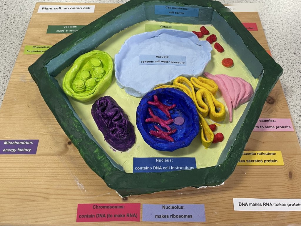 KGS1561's tweet photo. We're blown away by our students' creativity and talent! Their cell models are fantastic👏 Well done, 1T😊@KGS_Science #ThisIsKGS #workwellandbehappy @KGSheadmaster https://t.co/RClsgoeDbx