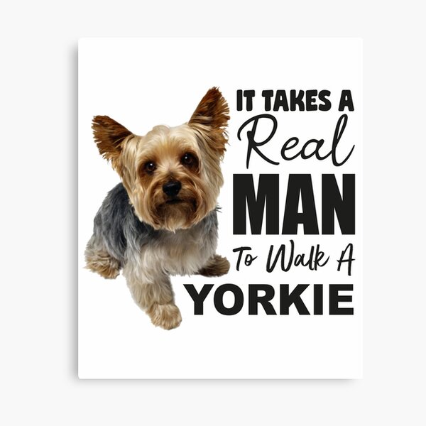 it takes a real man to walk a yorkie #yorkshire_heaven #yorkieworld #yorkielovers #yorkiepuppy #yorkiefamous #yorkiemom #yorkieboy #yorkieswag #yorkielover #yhhorkie_feature #yorkieofficial #yorkieofficial #yorkiegram101 #yorkieoftheday