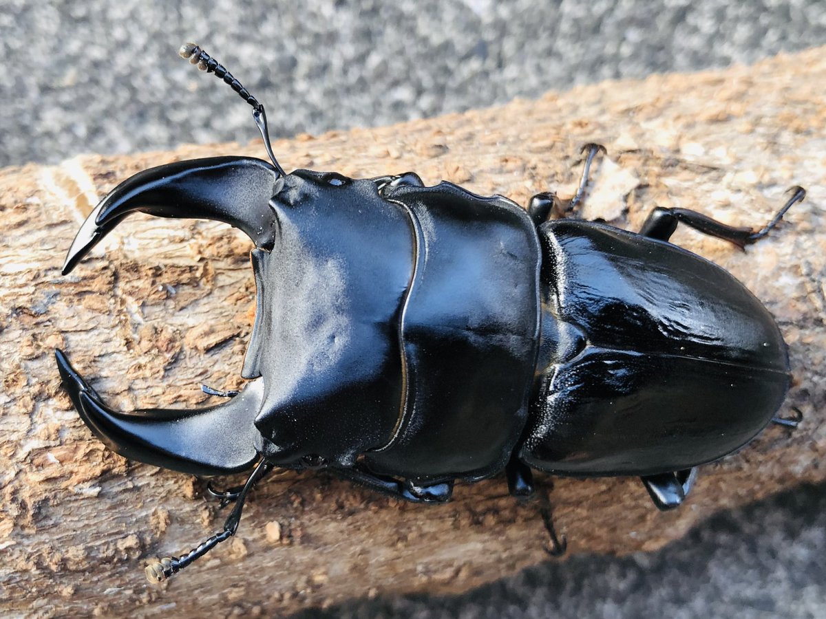 【フォロワーさん限定プレ企画】
10月のプレゼント企画です😊
画像の張飛J2②(画像左)×張飛A6(画像右同腹オス)からの初齢幼虫4頭セットを1名の方へプレゼントします
10/11割出しです
当方の管理番号はAJ3です
プリンカップに無添加発酵マット詰めたもので管理してますのでそのままお届けします