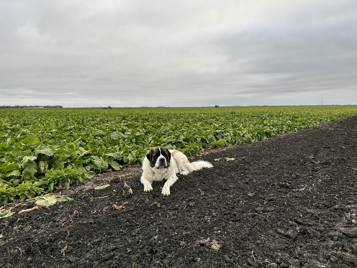 Margaret says “pile all the beets” #harvest23 #sugarbeet #farmdog