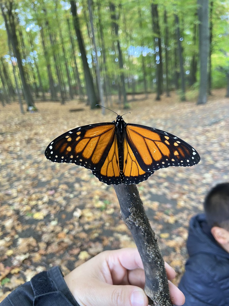 We found a new friend amongst the leaves today <a href="/CundlesHeights/">Cundles Heights PS</a>