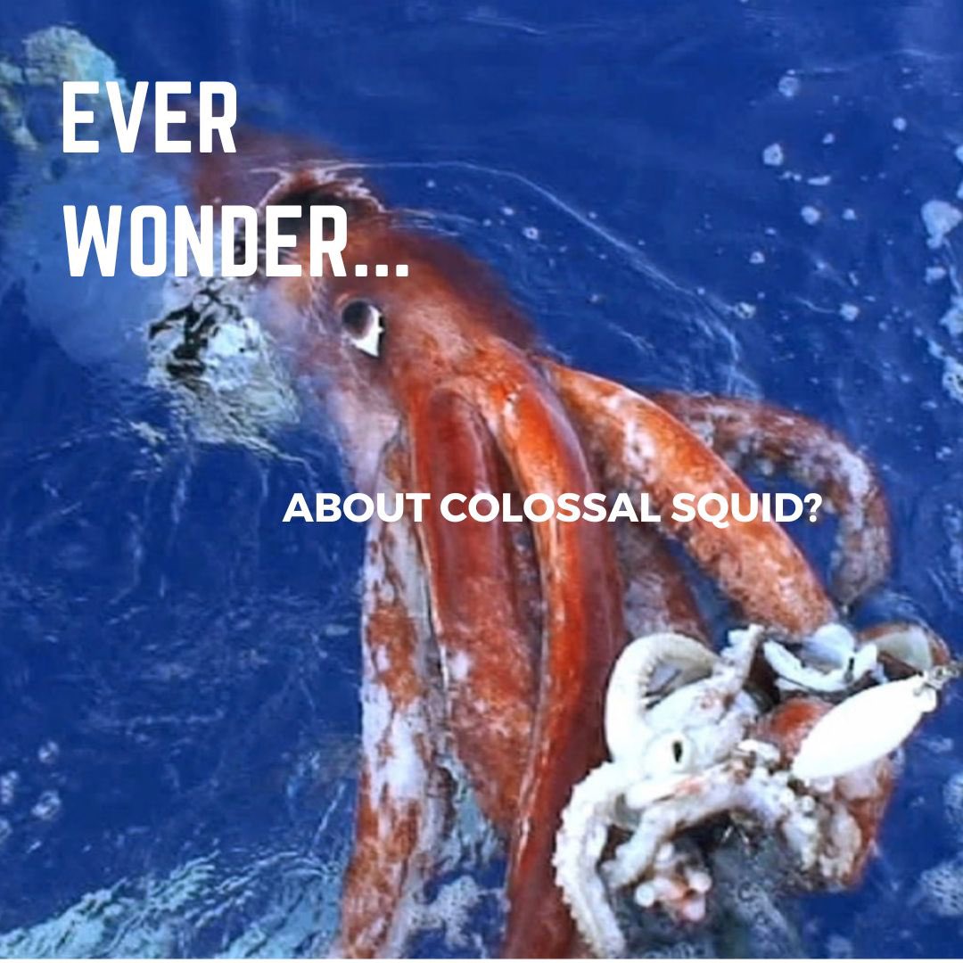 Blue Scholars Initiative tweet media