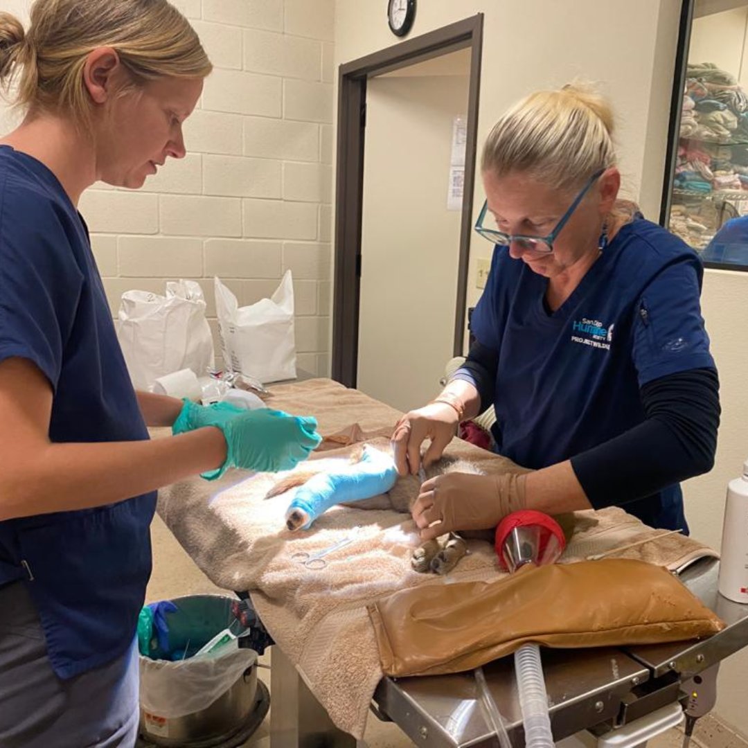 sdhumane's tweet photo. A coyote pup who came to our Ramona Wildlife Center with a broken tibia in May is back in the wild. Our #ProjectWildlife team provided medical care and placed a splint on the pup’s leg so he could heal! https://t.co/ubHfThcn2T