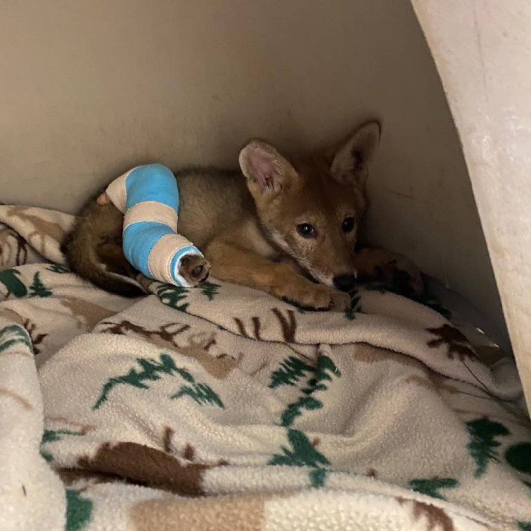 sdhumane's tweet photo. A coyote pup who came to our Ramona Wildlife Center with a broken tibia in May is back in the wild. Our #ProjectWildlife team provided medical care and placed a splint on the pup’s leg so he could heal! https://t.co/ubHfThcn2T