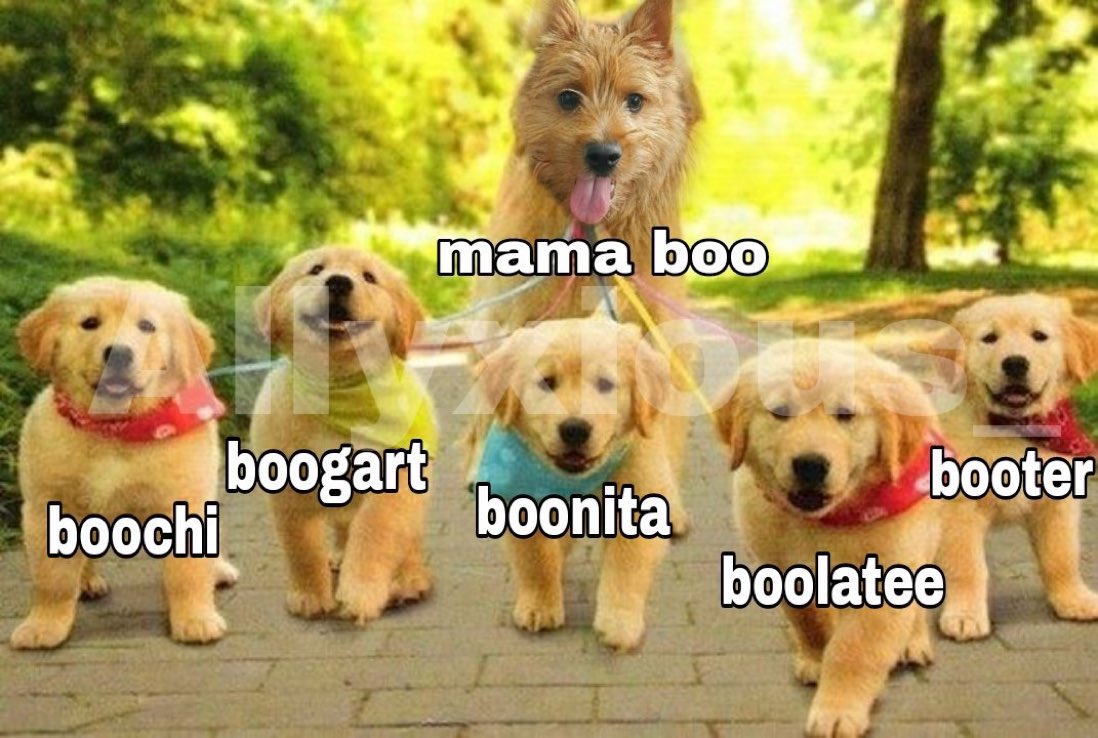 managernim2129's tweet photo. BOO IS PREGNANT
#CongratsBoo
#BOOntis https://t.co/jCnFPL5E8N