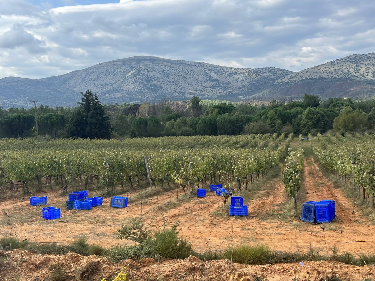 bonkowskimw's tweet image. Greece is crazy about aromatic white wines. 
Moschofílero is arguably the classiest of them, so it’s a treat to visit its homeland Mantinía, at 700m asl in central Peloponnese. 
Aris Tselepos, pix from harvest, &amp;amp; my top 2 wines. 
#mastersofwine #mwpeloponnesetrip
#greekwine 🇬🇷