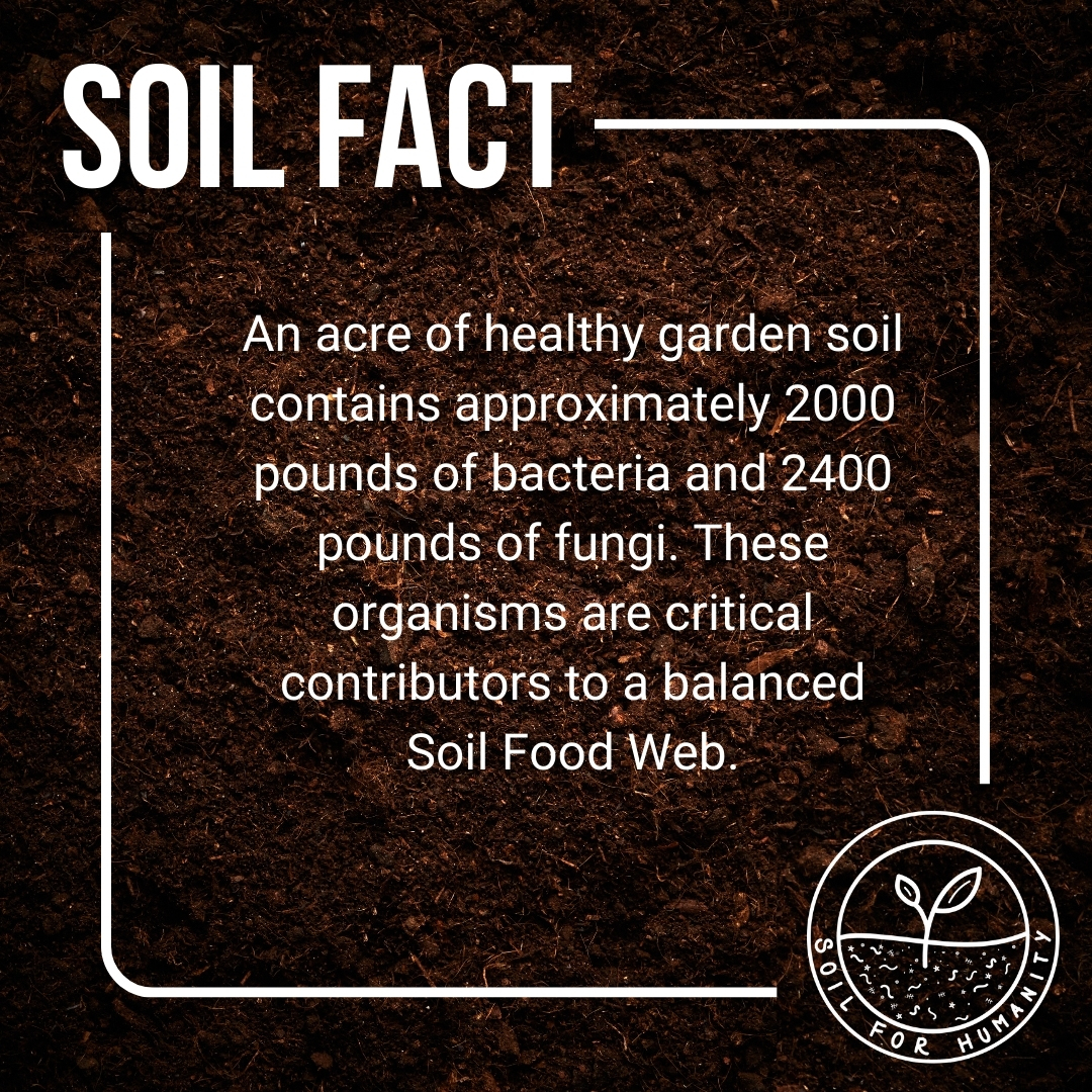 soilforhumanity's tweet photo. #DYK #SoilFact

An acre of healthy garden soil contains approximately 2000 pounds of bacteria and 2400 pounds of fungi. These organisms are critical contributors to a balanced Soil Food Web.

Follow us for more content geared around the important topic of #soilhealth! https://t.co/tBM0Cg21Cp