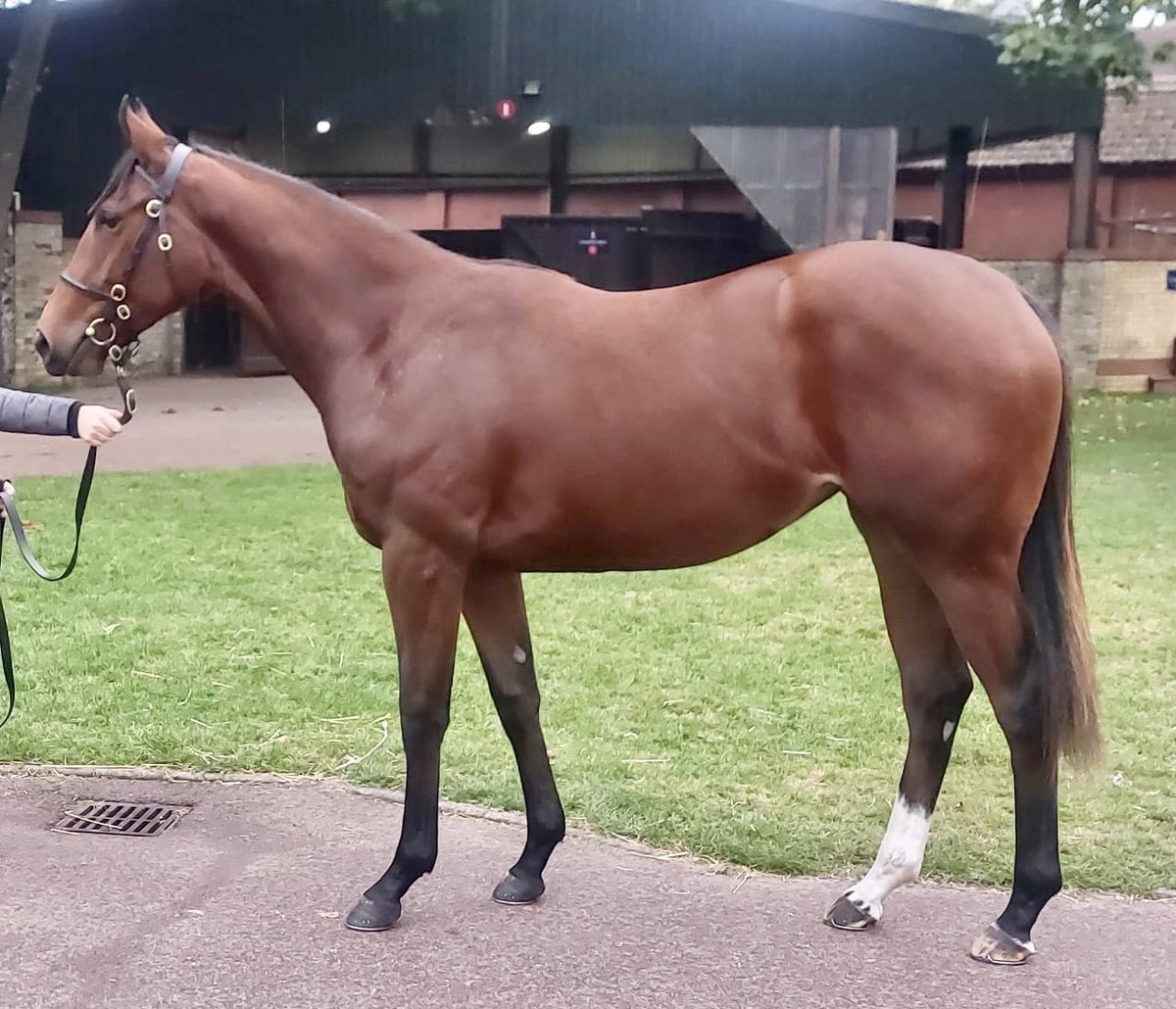 Kellsgrange Stud (@kellsgrange2010) on Twitter photo Selling tomorrow LOT 1571 <a href="/Tattersalls1766/">Tattersalls</a> October yearling sale, book 3. Half sister to the smart 2 yr old SPANISH PHOENIX ๐ซ๐ซ Selling tomorrow LOT 1571 <a href="/Tattersalls1766/">Tattersalls</a> October yearling sale, book 3. Half sister to the smart 2 yr old SPANISH PHOENIX ๐ซ๐ซ