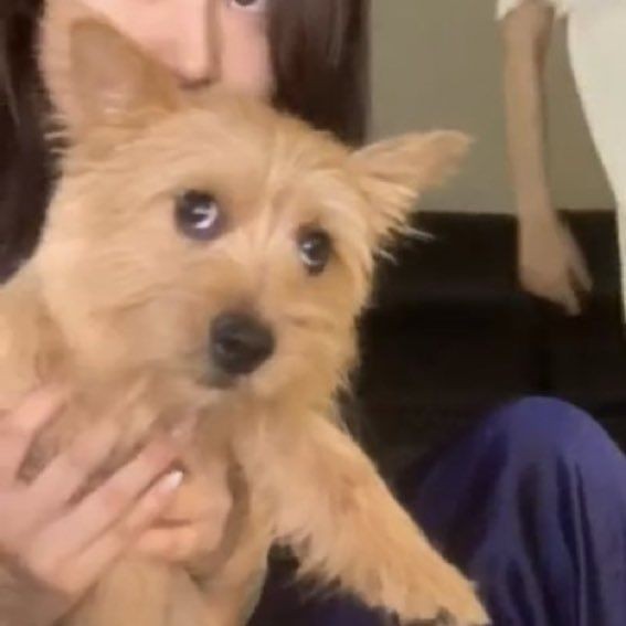 immaeyeon's tweet photo. BOO IS PREGNANT
CONGRATULATIONS BOO
#CongratsBoo
#BOOntis
#AsongIna https://t.co/k7kHQ0mRNg