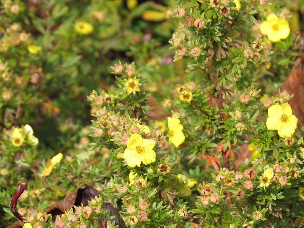 beingmyself_25's tweet photo. Der Fingerstrauch/ Potentilla blüht von Mai bis Oktober dauerhaft. In verschwenderischer Menge treibt sie ihre zauberhaften reingelben Blütenschalen aus. Bevorzugt wächst sie in der Sonne und im Halbschatten.
#Fingerstrauch #Potentilla #Natur #Oktober https://t.co/wxAqOz12FS