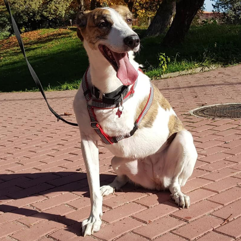 Ella es Perla 🐶🦪 fue entregada a la perrera en muy malas condiciones por su familia. Según ellos, ya no podían atenderla.
Esta preciosidad de #galgo/#mastín de 8 años solo tiene tres patitas y un enorme ❤️.
#Adóptala en <a href="/PerreraToledo/">𝐏𝐎𝐑 𝐋𝐎𝐒 𝐏𝐄𝐋𝐎𝐒</a>. Más información en bit.ly/2HTMyfV