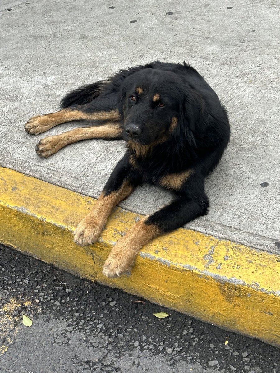 MAYCA83's tweet photo. @RescateAnimal CDMX , barrilaco Lomas https://t.co/AlZWCGZ6Na