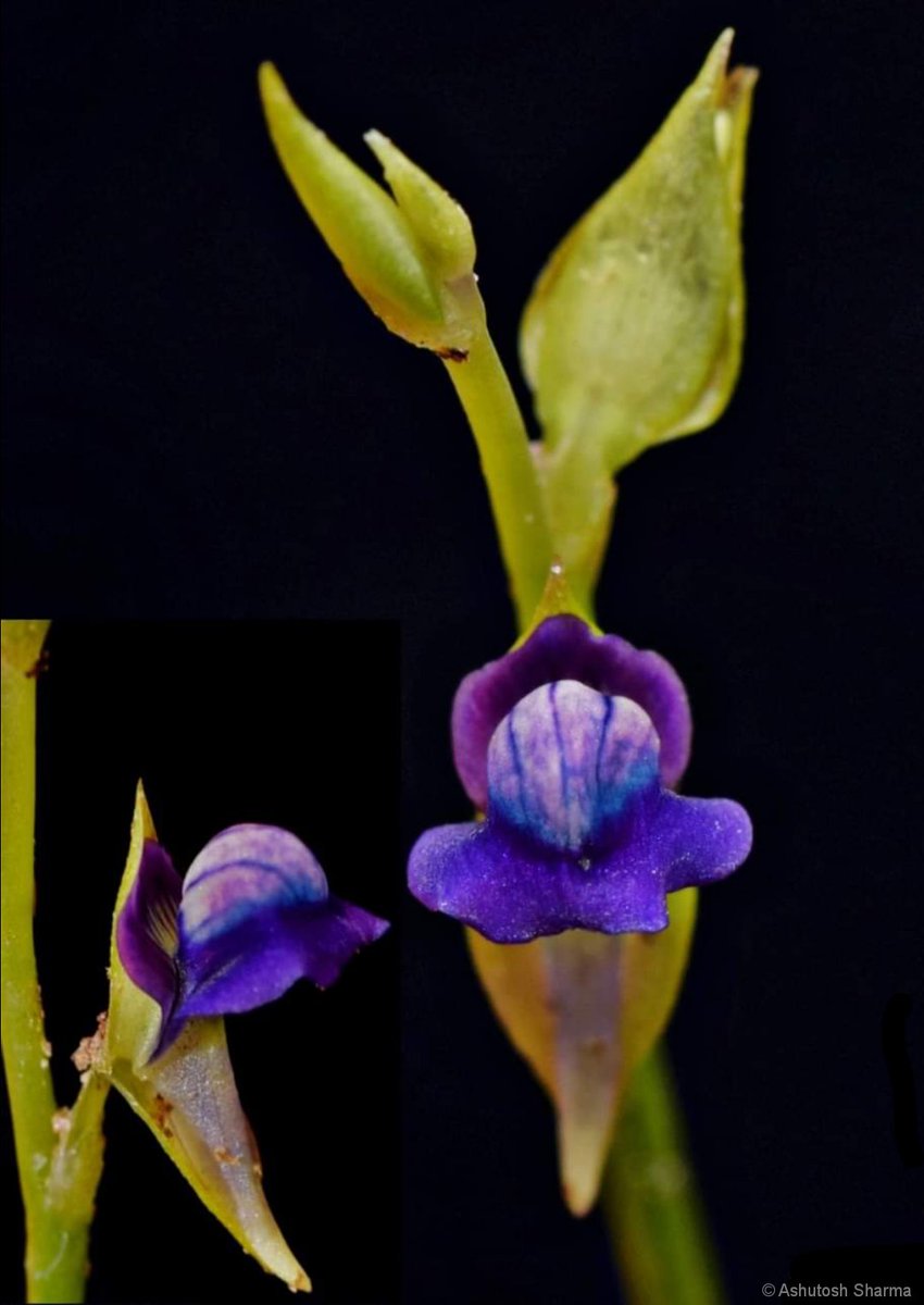 Ashutosh_05sn's tweet photo. Four lovely #carnivorous #plants i.e. #Bladderworts #Utricularia species.
U. caerulea
U. scandens
U. polygaloides
U. gibba
Top three sp. above are from wild, found in marshy areas around #Bengaluru. Thanks we still have some #native #flora thriving in pockets around big cities. https://t.co/loUSeWvA87