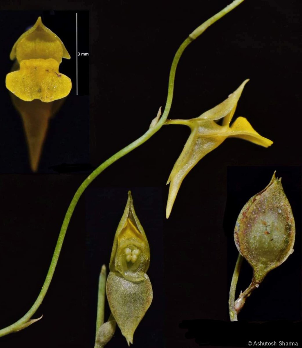 Ashutosh_05sn's tweet photo. Four lovely #carnivorous #plants i.e. #Bladderworts #Utricularia species.
U. caerulea
U. scandens
U. polygaloides
U. gibba
Top three sp. above are from wild, found in marshy areas around #Bengaluru. Thanks we still have some #native #flora thriving in pockets around big cities. https://t.co/loUSeWvA87