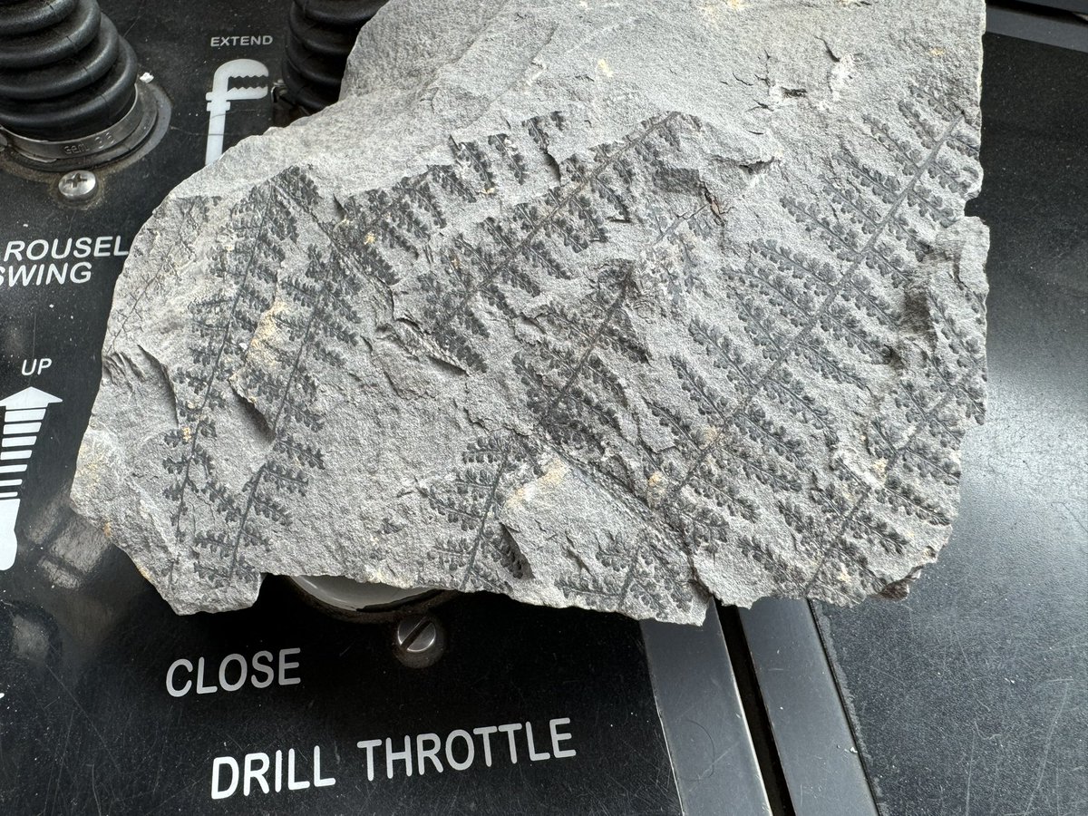 Found this a few minutes ago. From what I understand these tiny ferns grew 340 million years ago +.