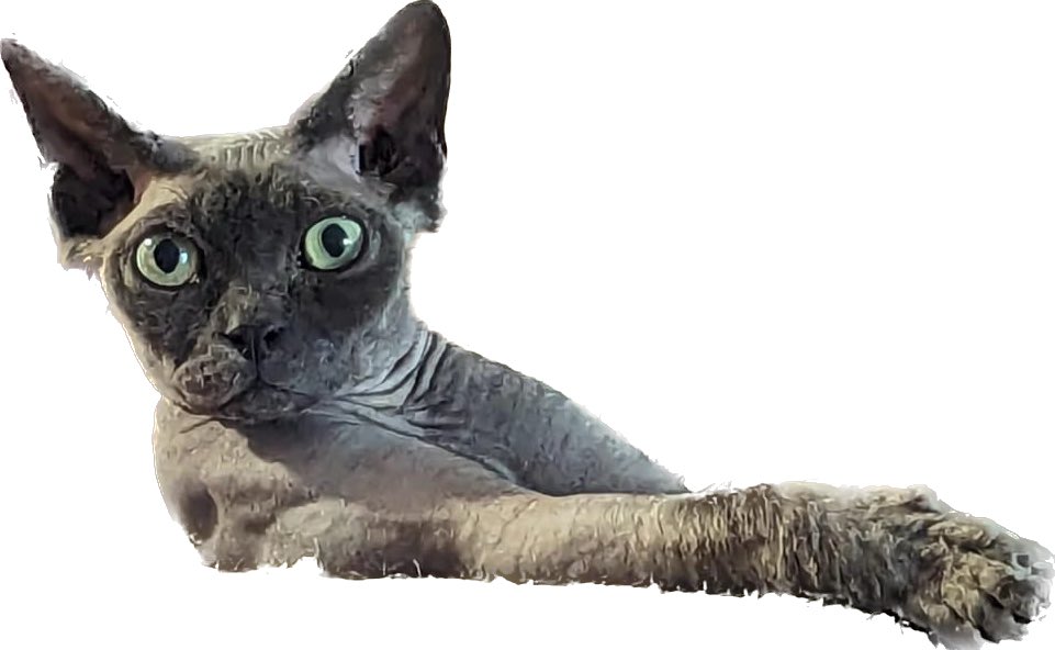 Interested in feline behaviour and welfare? We are advertising a Research Technician post on Bristol Cat Study in the Animal Behaviour and Welfare group at @Bristol_Vets. 

jobs.ac.uk/job/DDI692/bri…