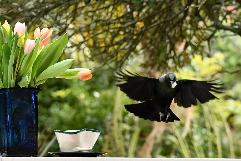 Tui time.

#tui #tuitime #tulips