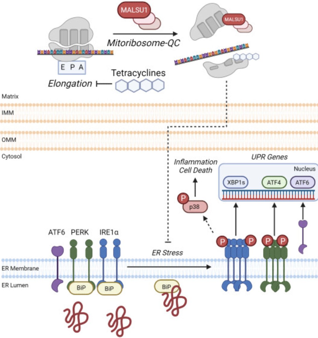 Puigserver Lab (@puigserver_lab) on Twitter photo New studies from <a href="/puigserver_lab/">Puigserver Lab</a> at <a href="/DFCI_CancerBio/">Dana-Farber Cancer Biology Department</a> @HarvardCellBio finding Mitoribosome Quality Control as protective mechanism against pathogenic human mitochondrial disease mutations, published <a href="/emboreports/">EMBO Reports</a> embopress.org/doi/full/10.15… New studies from <a href="/puigserver_lab/">Puigserver Lab</a> at <a href="/DFCI_CancerBio/">Dana-Farber Cancer Biology Department</a> @HarvardCellBio finding Mitoribosome Quality Control as protective mechanism against pathogenic human mitochondrial disease mutations, published <a href="/emboreports/">EMBO Reports</a> embopress.org/doi/full/10.15…