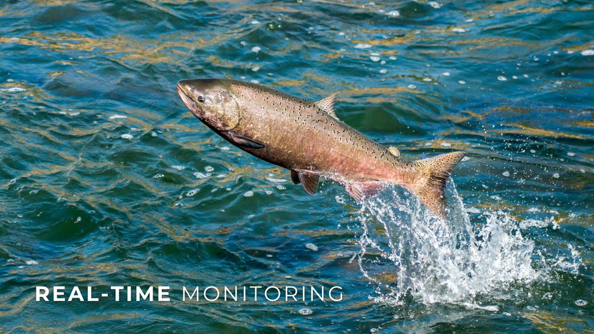 SeafoodChain's platform enables real-time monitoring of crucial parameters in land-based aquaculture systems. This data allows farmers to closely monitor and control the farming conditions, ensuring optimal growth and health of farmed seafood.