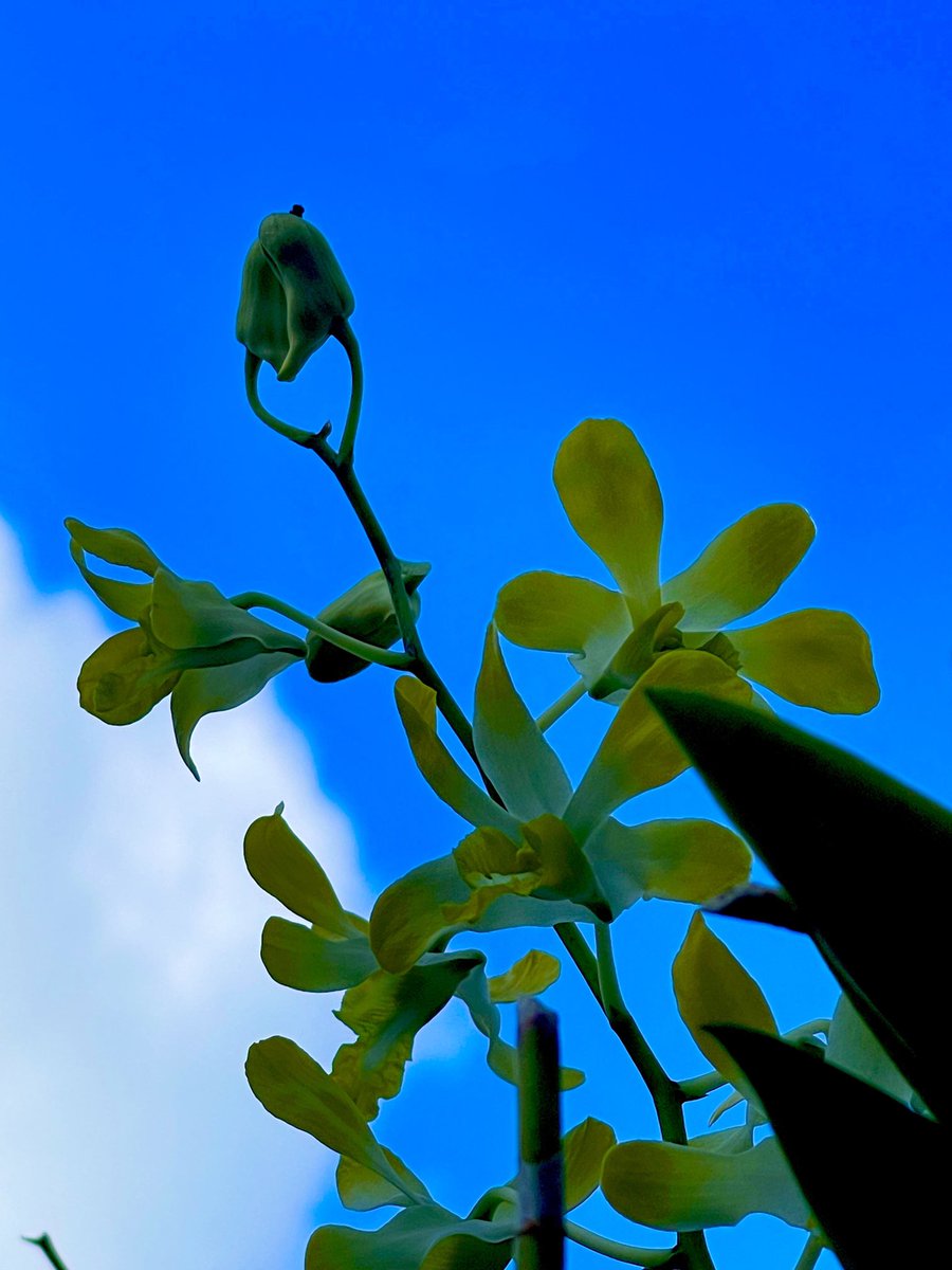 epintadorm's tweet photo. A tiny yellow orquids today. #walkingrunning🏃‍♀️ #flowers #orquids #bluesky #nature #morning https://t.co/amFOs6BpKi