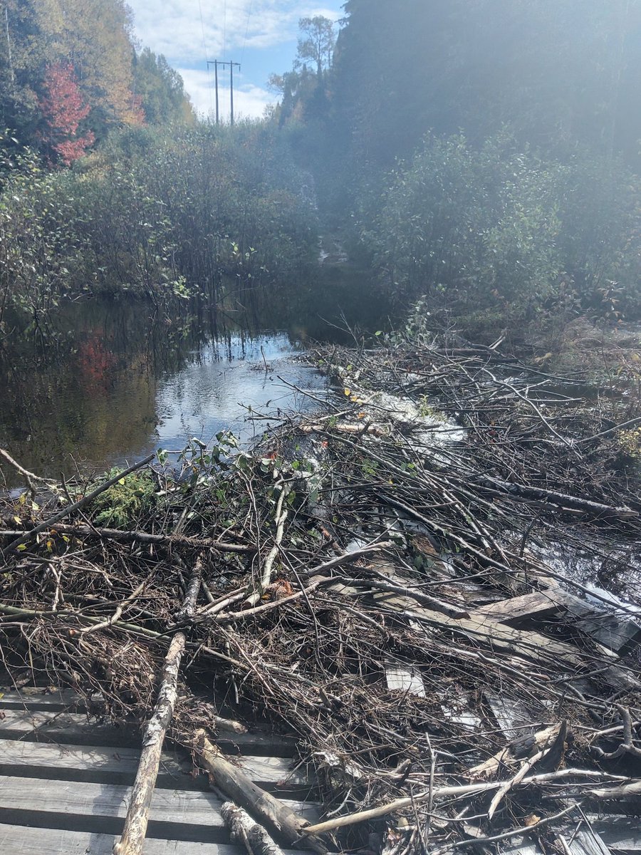 KirkWalsh1's tweet photo. Beavers have the entire #TroutBrook dammed up at the snowmobile crossing. #NBFSC. https://t.co/gvfwnF5YyT