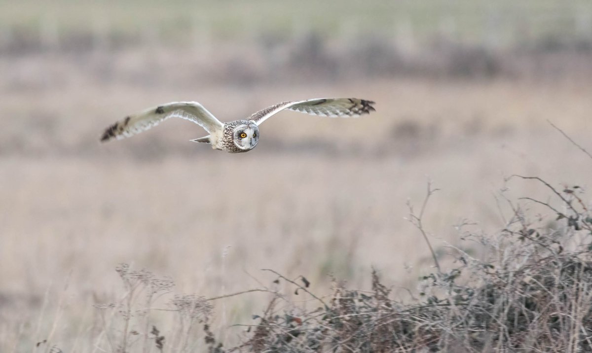 HugojWilson's tweet photo. Which is the better owl? Short eared vs Barn owl https://t.co/eqQUK9b0B1