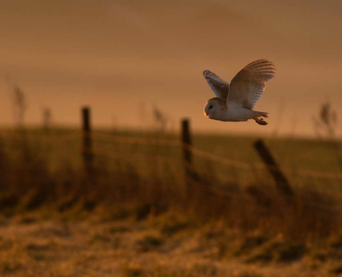 HugojWilson's tweet photo. Which is the better owl? Short eared vs Barn owl https://t.co/eqQUK9b0B1