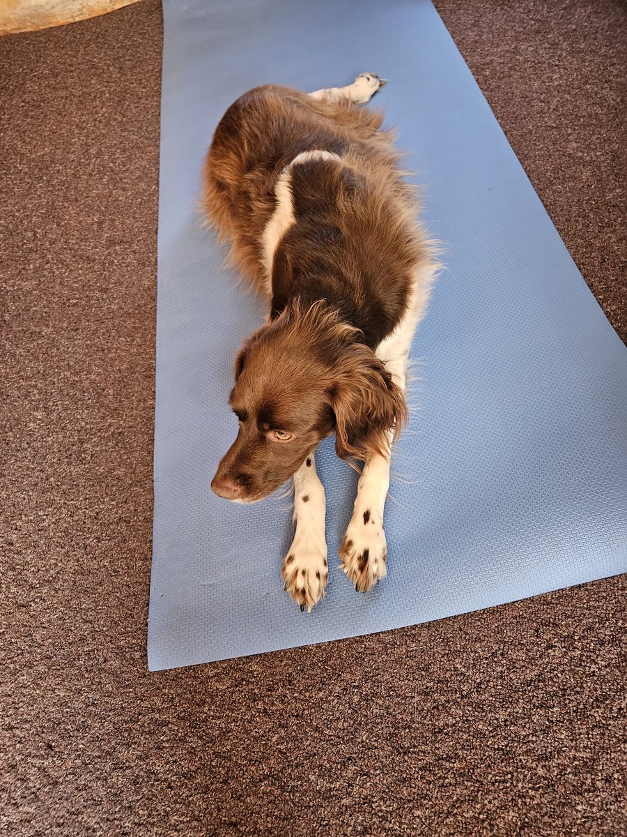 TheAnnieOakley's tweet photo. Is this how you do dogward down? Hope you have a pawsome #WorkoutWednesday! #Brittanyosaurus #DogsofTwitter #pheasantdog #LovesLife https://t.co/ENhWtWCEzr