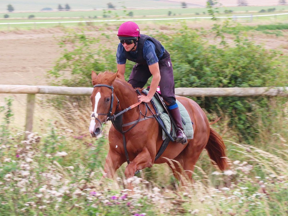 Summerdown1997's tweet photo. SURREY FIRE (Masar x Sweet Selection) is set to make his debut in the 3.12 from @NottsRacecourse this afternoon!

Hopefully he can go well for connections @SurreyRacing! 🔵🟡

@jasonhart13 is in the saddle! 💪🏼

#SummerdownStables
#SurreyFire https://t.co/HziUzadWl8
