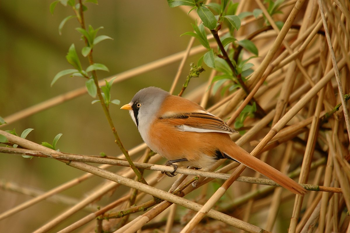 We still have spaces on some of our Bearded Tit #guidedwalks - join our expert guides to listen out & look for these enigmatic reed-dwellers & learn about their incredible lifestyles! (we'll also be enjoying lots of other #wildlife too!)
events.rspb.org.uk/leightonmoss