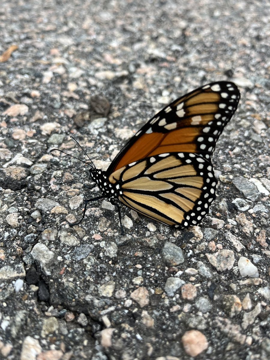 StadleyRough's tweet photo. Before the day began, @StadleyRough had a peaceful visitor! 🦋 #STRcares https://t.co/qRDjWCqw4E