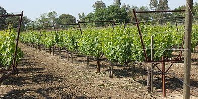 plant_clean's tweet photo. Ever wondered how virus-tested grapevines are made? Visit https://t.co/8v8Tf3uW4z to learn more about the process and the advantages of planting virus-tested planting stock. #NCPNPlants #NCPNGrapes #startcleanstayclean https://t.co/ujz9oycEjN