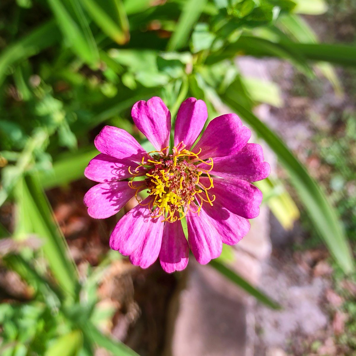 entering our zinnias ✨e r a ✨