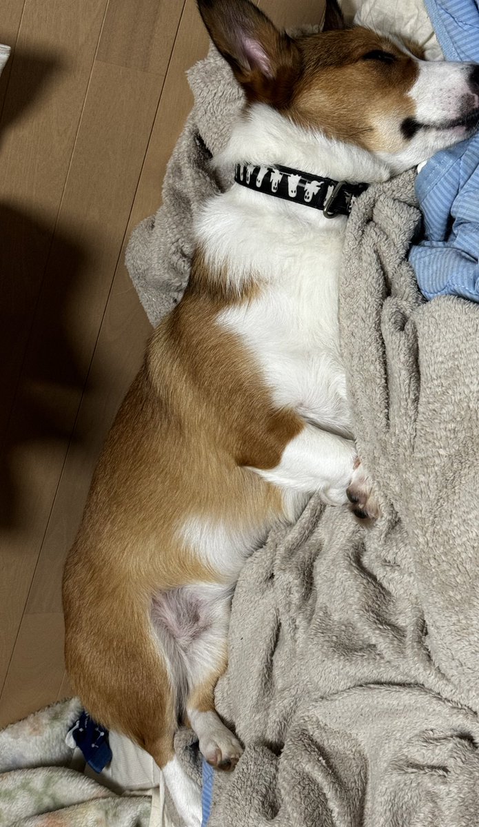 ひたすら布団をグチャグチャにして寝床作って寝てる（笑）
お利口さんに待ってるから偉いね（笑）

#コーギー #Corgi  #コーギーのいる暮らし #子犬 #お友達募集中 #LGBTQ