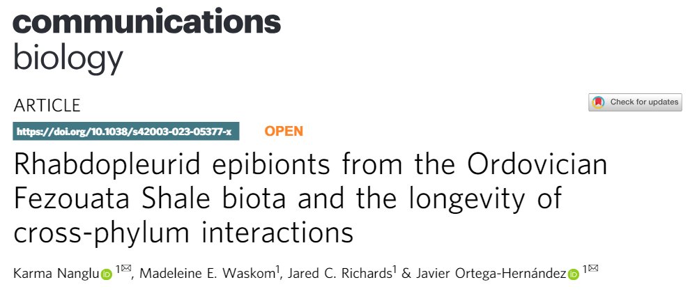 Karma Nanglu (@knanglu) on Twitter photo Our new paper is out in <a href="/CommsBio/">Communications Biology</a> in time for #WormWednesday with <a href="/InvertebratePal/">Javier Ortega Hernández</a>, Jared Richards and Madeleine Waskom, <a href="/MCZHarvard/">Museum of Comparative Zoology</a> <a href="/HarvardOEB/">Harvard Organismic & Evolutionary Biology</a>. We describe an exceptionally well fossilized inter-species interaction that's 480-million years old 🧵👇 rdcu.be/dohXu Our new paper is out in <a href="/CommsBio/">Communications Biology</a> in time for #WormWednesday with <a href="/InvertebratePal/">Javier Ortega Hernández</a>, Jared Richards and Madeleine Waskom, <a href="/MCZHarvard/">Museum of Comparative Zoology</a> <a href="/HarvardOEB/">Harvard Organismic & Evolutionary Biology</a>. We describe an exceptionally well fossilized inter-species interaction that's 480-million years old 🧵👇 rdcu.be/dohXu
